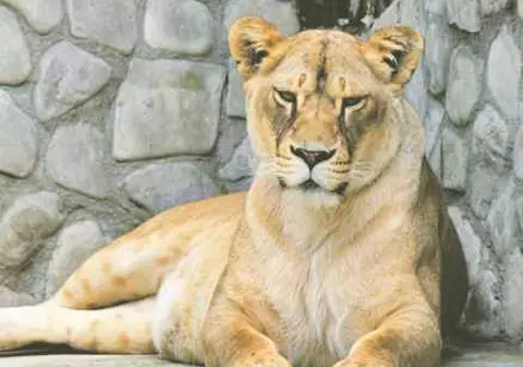 «Ura, am adus leul la mine în casă!»