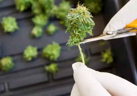 Ajutor! Mi-au furat marijuana!