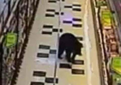 S-au trezit cu ursul în frigiderul de bere al magazinului / Video