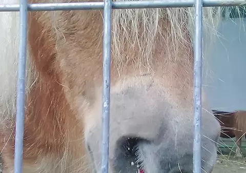 Ce i-aţi făcut bietului ponei?