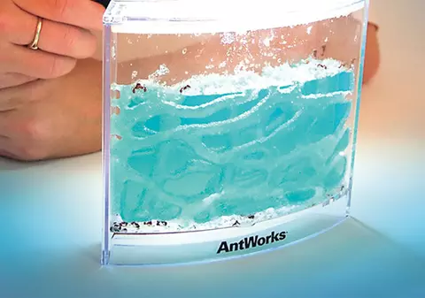 Ia-ţi acvariu pentru furnici