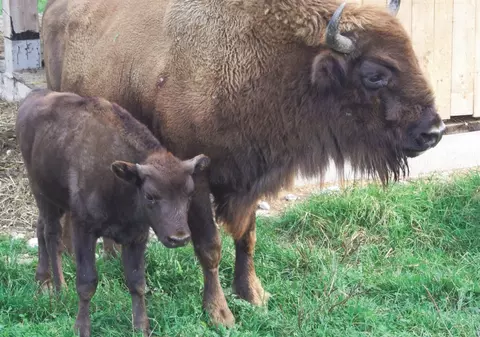 Familia de zimbri din Rezervaţia de la Vama Buzău aşteaptă un nou membru