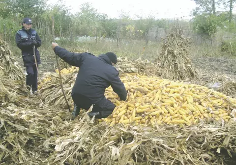 O caută şi-n gaură de şarpe