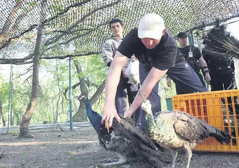 Păunii, duşi la iernat