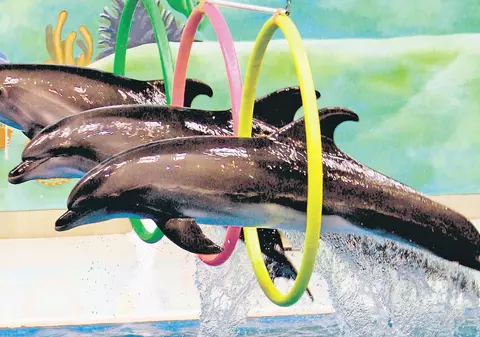 Delfinii ajung la Constanţa abia la anu’