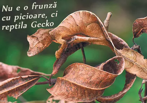 Găseşte şopârla!