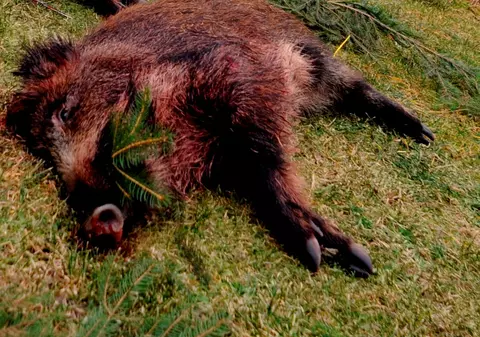 Un avion a lovit un porc mistreţ în timp ce se pregătea să decoleze