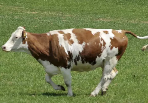 Încălzire cu balegă de vacă