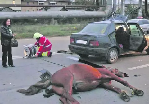 Cal legat de picioare, ucis pe o şosea