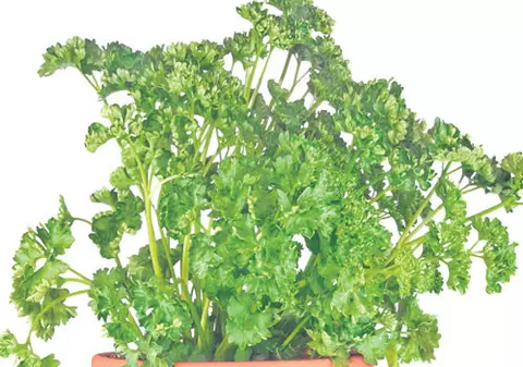 Pune în ghivece ierburi aromate