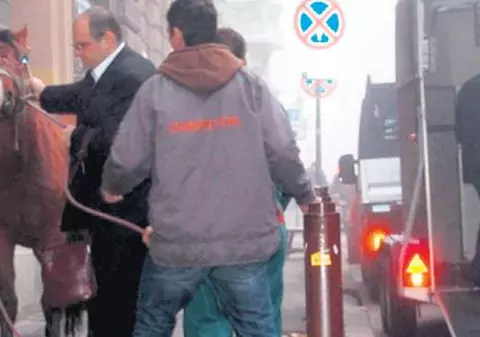 «Au parcat» căluţul în centrul Timişoarei