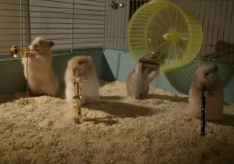 Hamsterii Isteţi cântă în cea mai micuţă orchestră din lume / Video