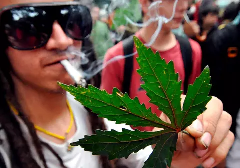 Cehii vor putea creşte legal câte 5 plante de marijuana