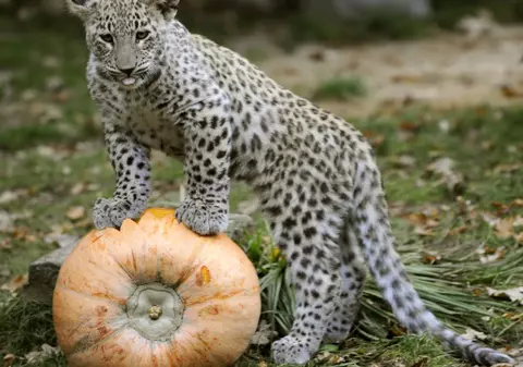 Creştea un urs şi un leopard într-o garsonieră