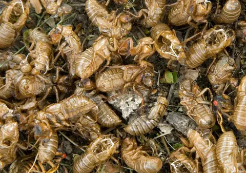 Ultima modă în Japonia: să porţi gândaci morţi în păr