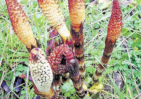 Trataţi hemoroizii cu comprese din plante