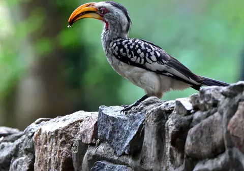 Păsările urâte rămân fără partener