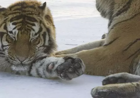 Animalele unui circ din Rusia au murit intoxicate cu gaze de eşapament