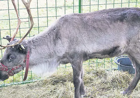 Au sosit renii în Capitală!