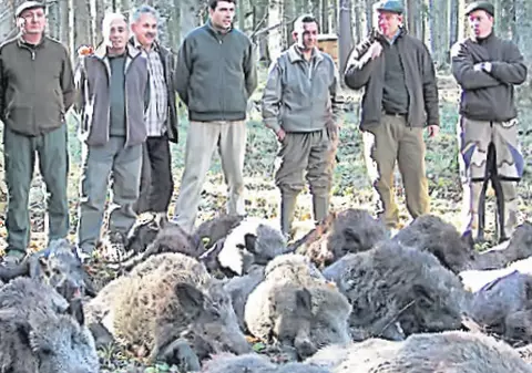 Au împuşcat 40 de mistreţi