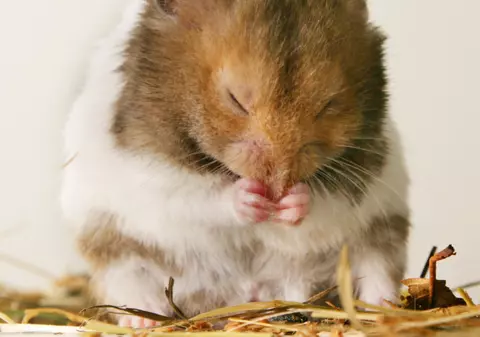 A prăjit un hamster în cuptorul cu microunde