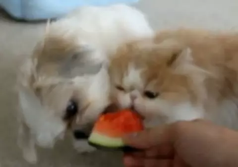 Pisicuţa care se bate cu câinii pentru o felie de pepene / Video