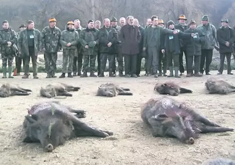 Mistreţii lui Țiriac, infestaţi cu trichină