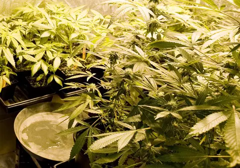 Concurs pentru desemnarea celei mai bune marijuana