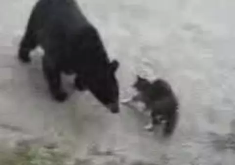 Video / Un urs abandonează speriat o luptă cu o pisică