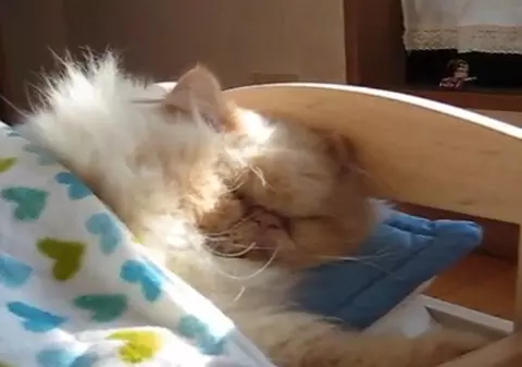 Cine doarme în pătuţ? O pisică aristocrată / Video