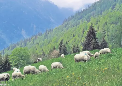 Peste 150 de copii din Alba intră în vacanță mai devreme, ca să poată pleca... în transhumanță