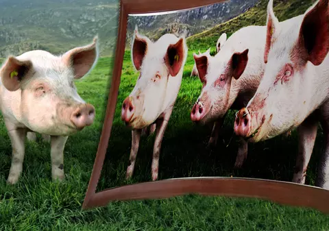 Porcii se pot recunoaşte în oglindă
