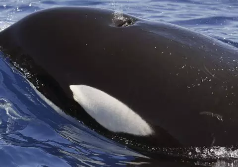 Ucisă în spectacol de balena de 5 tone