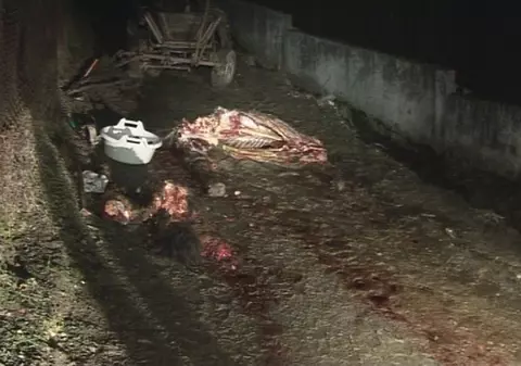 Terifiant! Şi-a tranşat calul pe stradă
