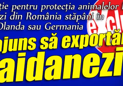 Exclusiv / Maidanezii noştri au fost adoptaţi în străinătate