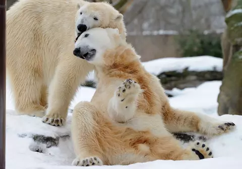 Ursul polar Knut riscă să fie castrat