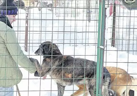 România deţine recordul la câinii vagabonzi