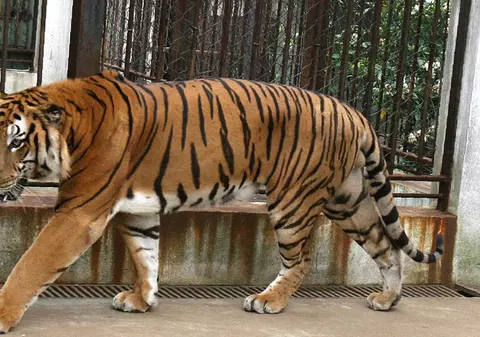 A ajuns la spital după ce a fost atacat de un tigru de la Zoo 