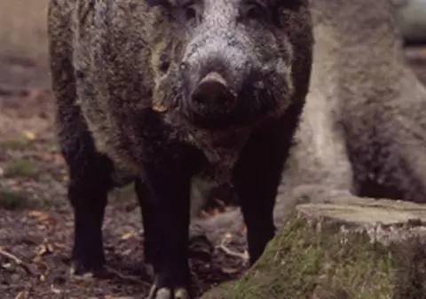 Un vânător din județul Neamț a fost mușcat de gât de un mistreț. Bărbatul e în comă la spital