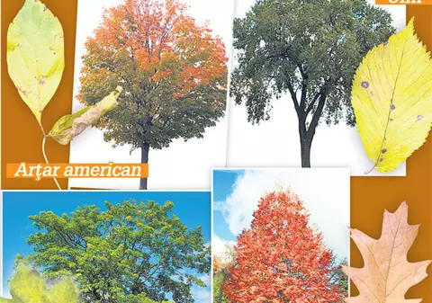 Ştii de la ce copaci sunt frunzele acestea?