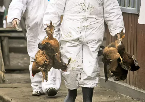 S-a întors gripa aviară!