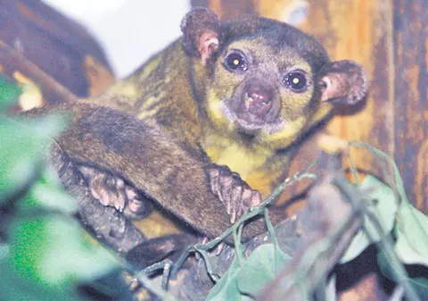 Ce «locatari» ciudaţi au sosit la Zoo!