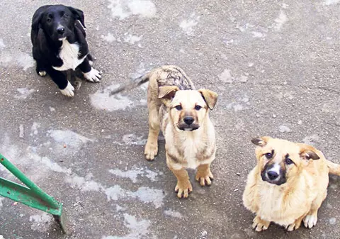 Adoptaţi-le pe cele trei căţeluşe!