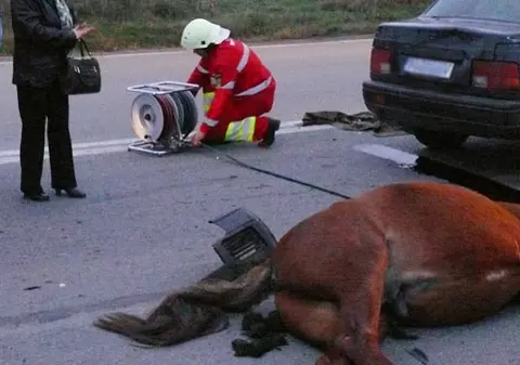Tânăr de 25 de ani ucis de un cal pe autostrada A1