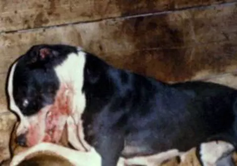 Bebeluş de şase luni muşcat de testicule de doi pitbulli