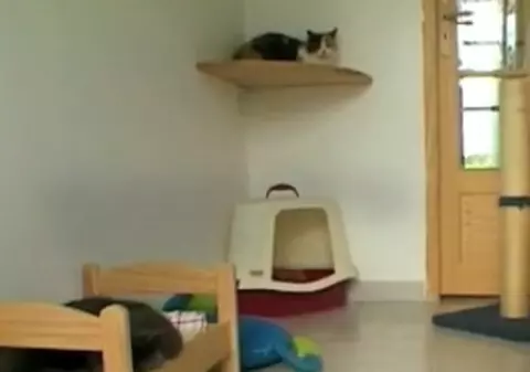 Pisicuţele au hotel de lux în Franţa / Video