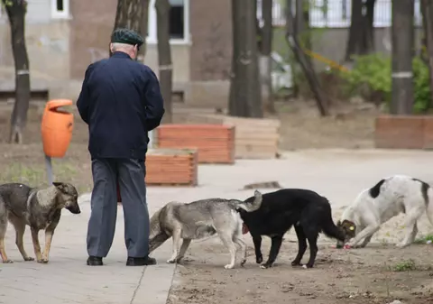 "Verde" la eutanasierea maidanezilor din partea administraţiei locale