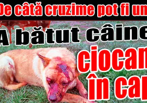 A bătut câinele cu ciocanul în cap!