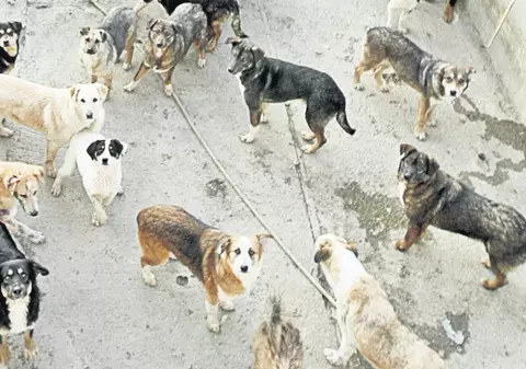 Prefectul Capitalei vrea să ucidă toţi maidanezii