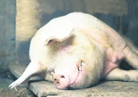 Porcii vor dormi cu lumina aprinsă... găinile vor fi relaxate